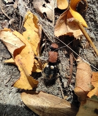 Ronisia brutia