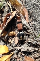 Ronisia brutia