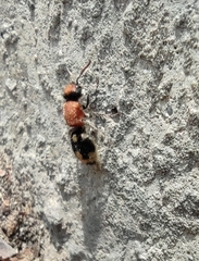 Ronisia brutia
