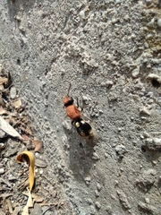 Ronisia brutia