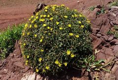 Launaea cervicornis