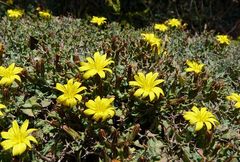 Launaea cervicornis