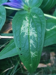 Phytomyza gentianae