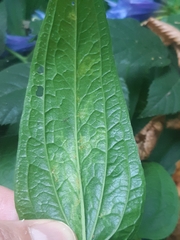 Phytomyza gentianae