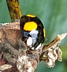 Harmonia axyridis