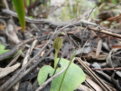Corybas despectans