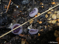 Geoscypha violacea