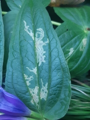 Phytomyza gentianae