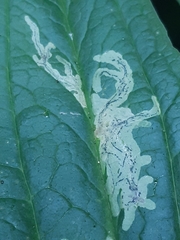 Phytomyza gentianae