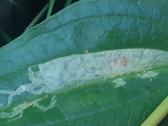 Phytomyza gentianae