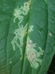 Phytomyza gentianae