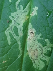 Phytomyza gentianae
