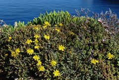 Launaea cervicornis