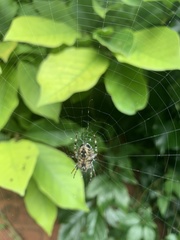 Araneus diadematus