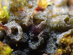 Lathagrium fuscovirens