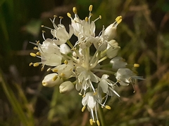 Allium ochroleucum