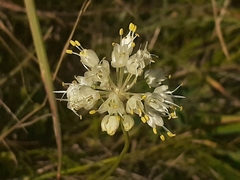 Allium ochroleucum