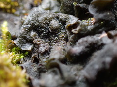 Lathagrium fuscovirens