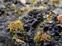 Lathagrium fuscovirens