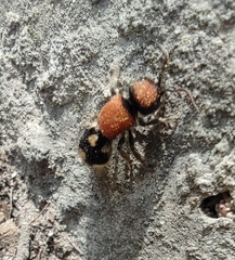 Ronisia brutia
