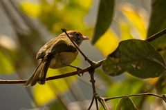 Hylophilus amaurocephalus