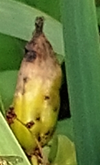 Mononychus punctumalbum