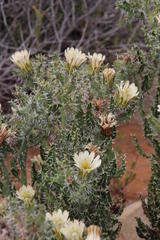 Codon royenii