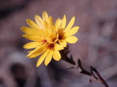 Lessingia pectinata pectinata