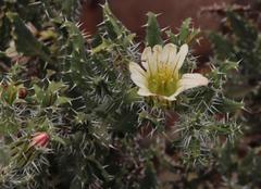 Codon royenii
