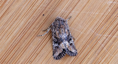 Lacinipolia stricta