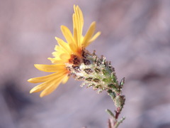 Lessingia pectinata pectinata
