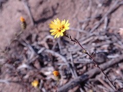 Lessingia pectinata pectinata