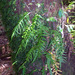 Fragrant Fern - Photo (c) Pete The Poet, some rights reserved (CC BY-NC)