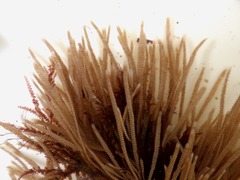 Electra verticillata