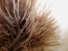 Electra verticillata