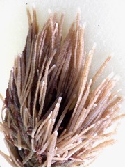 Electra verticillata