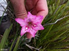 Gladiolus ornatus