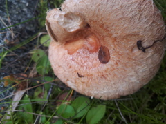 Lactarius torminosus