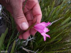 Gladiolus ornatus