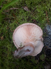 Lactarius torminosus