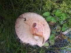 Lactarius torminosus