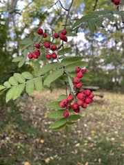Sorbus aucuparia