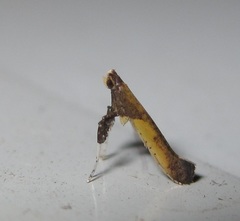 Caloptilia azaleella