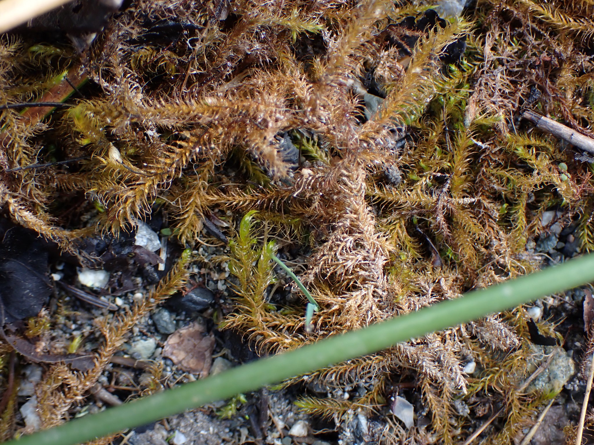 Drepanocladus longifolius