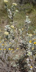 Pentzia dentata