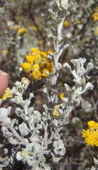 Pentzia dentata