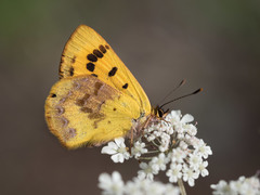 Lycaena enysii