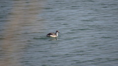 Podiceps auritus