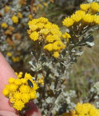 Pentzia dentata