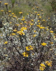 Pentzia dentata